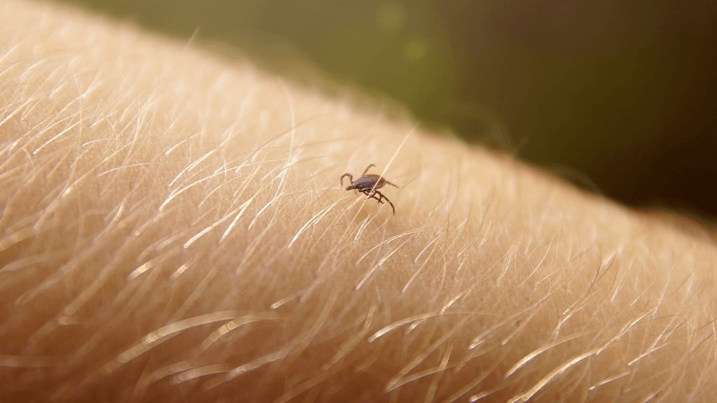 Fleas Vs Ticks