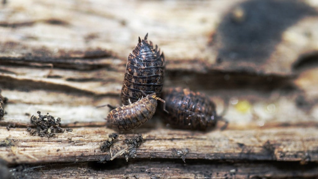 Pill Bug