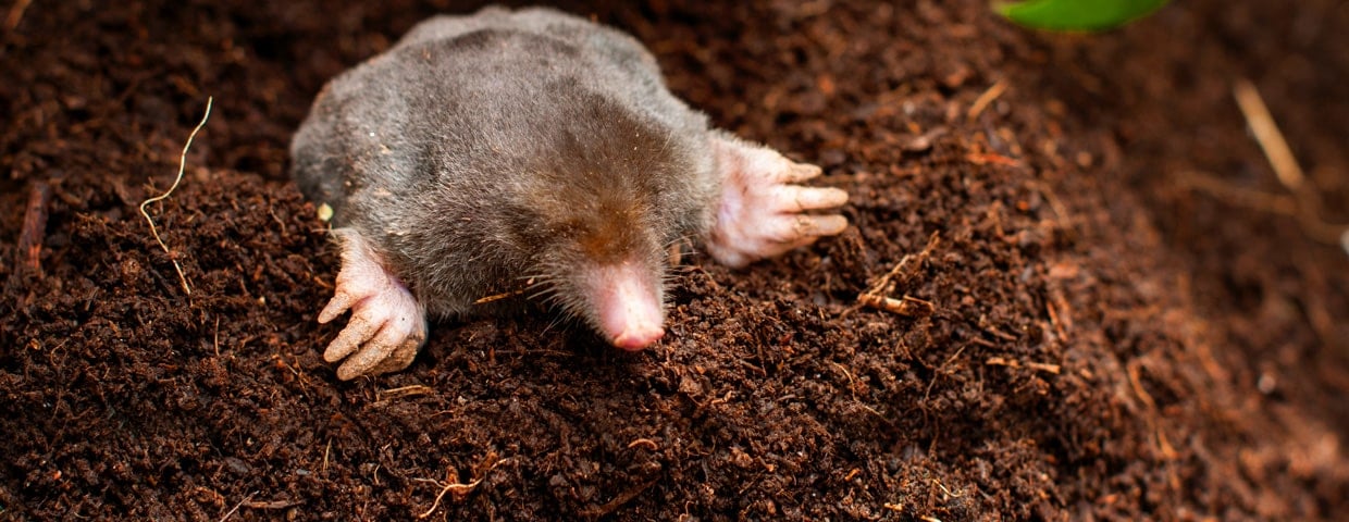 Moles Voles and Gophers