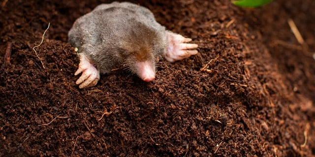 Moles Voles and Gophers