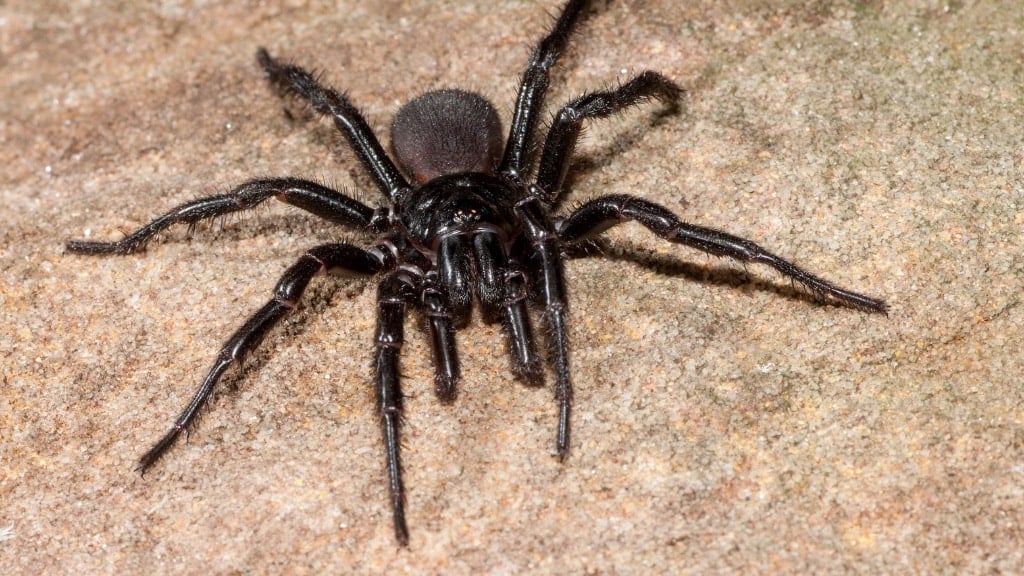 Spider