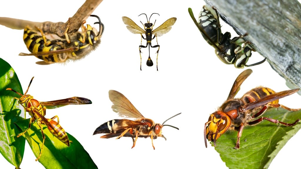 Wasps