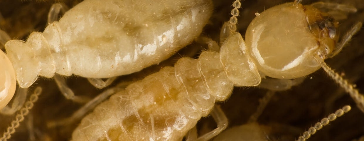 Subterranean Termites