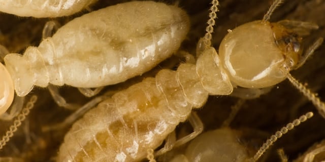 Subterranean Termites