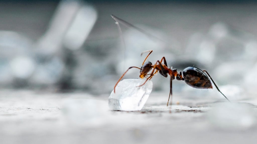 Odorous House Ant