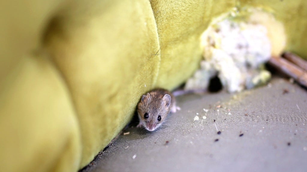 Rodent