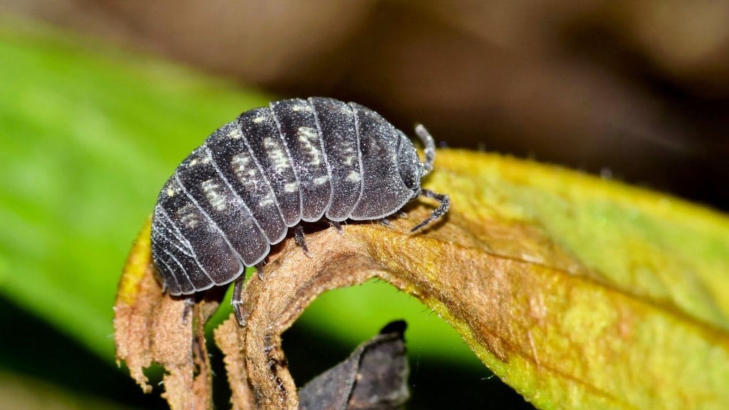 Pill Bug