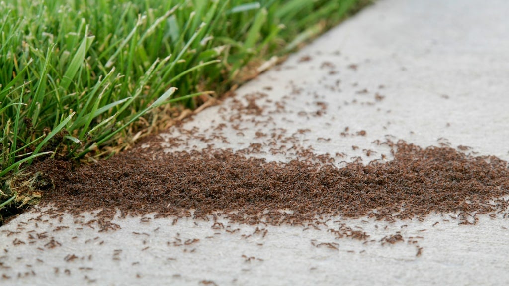 Pavement Ant