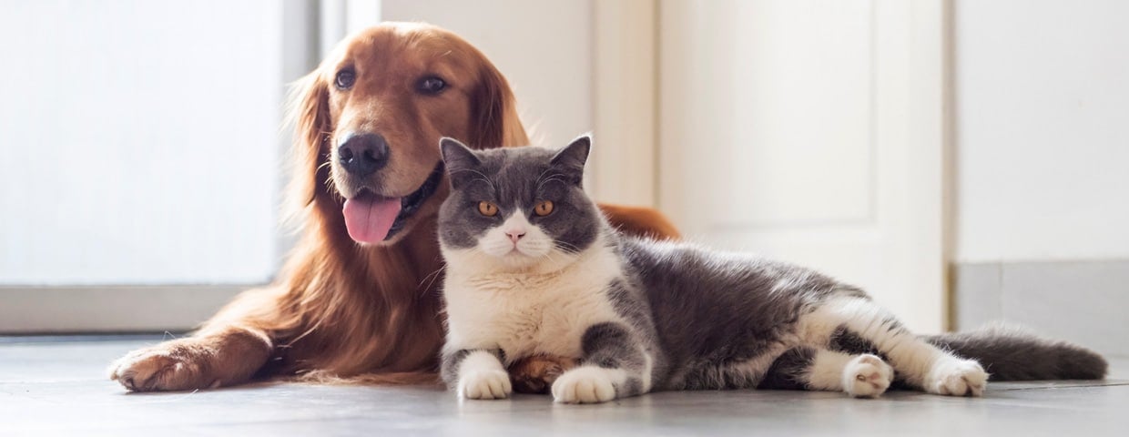 Pets and Pests