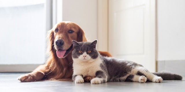 Pets and Pests