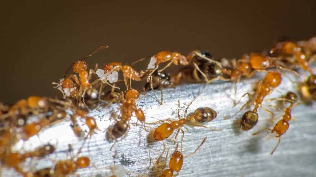 Pharaoh Ant
