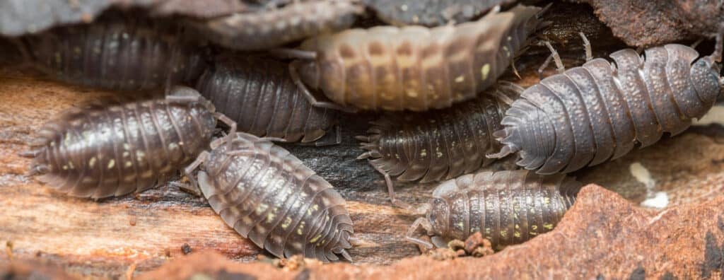 Pill Bug