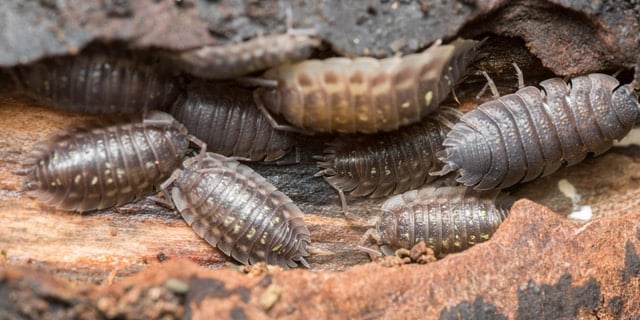 Pill Bug