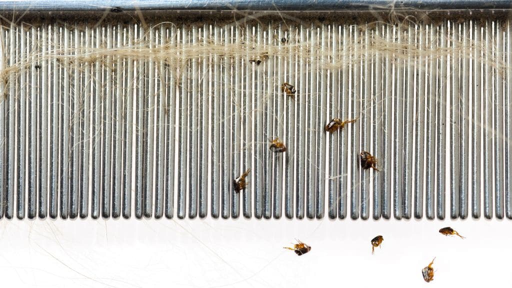 Flea Comb