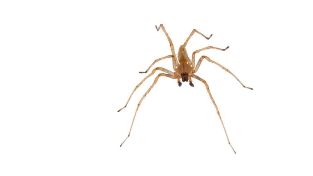 Sac Spider