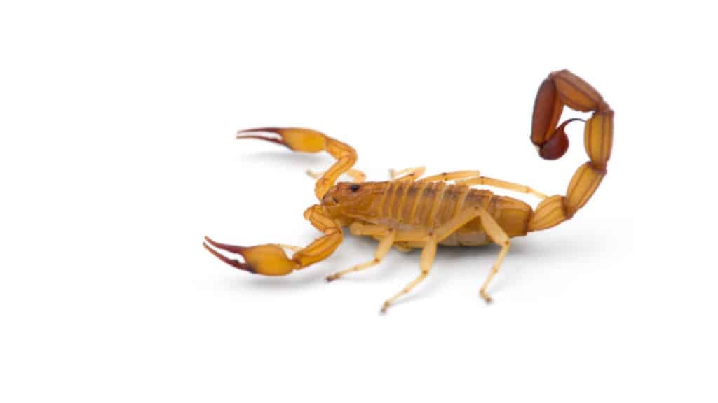 Scorpions