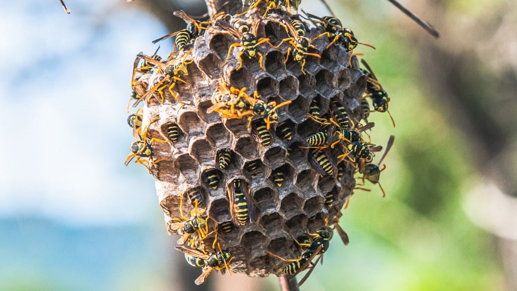 Wasps