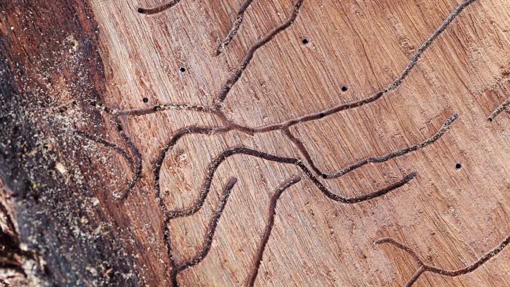 Termites