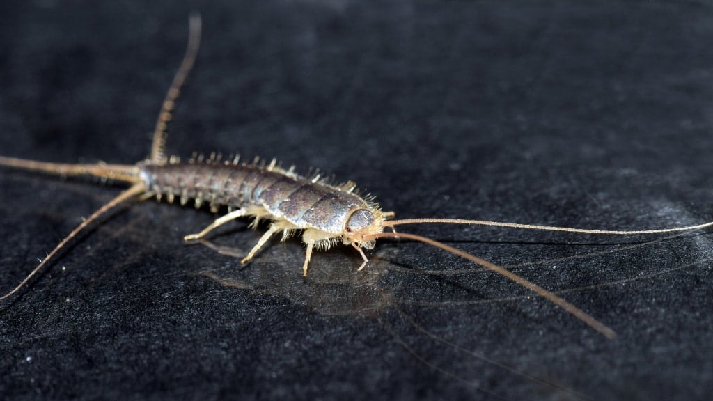Silverfish