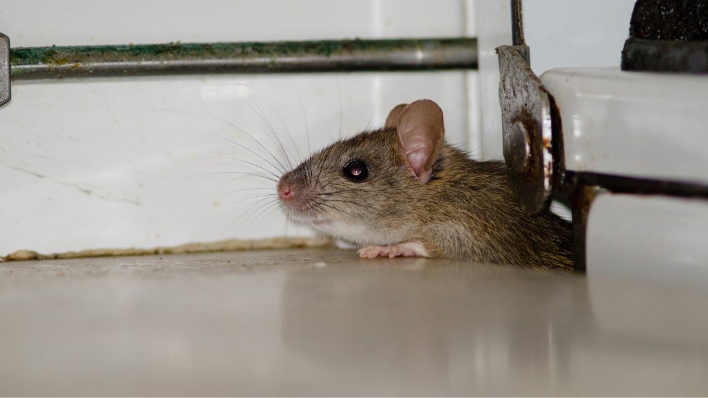 Rodent
