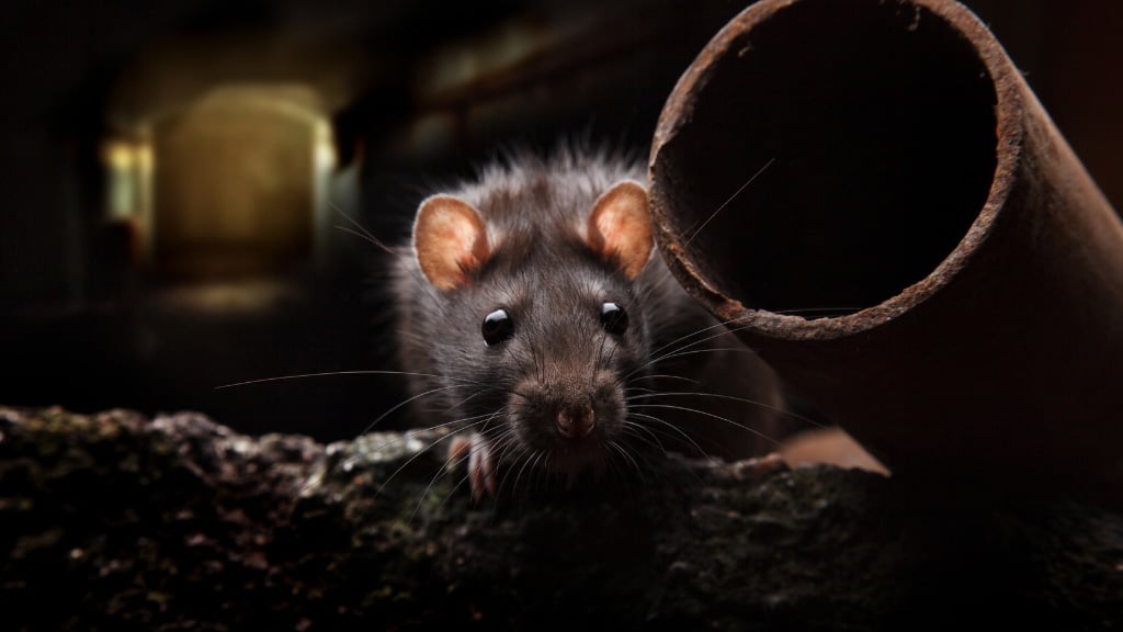 Rodent