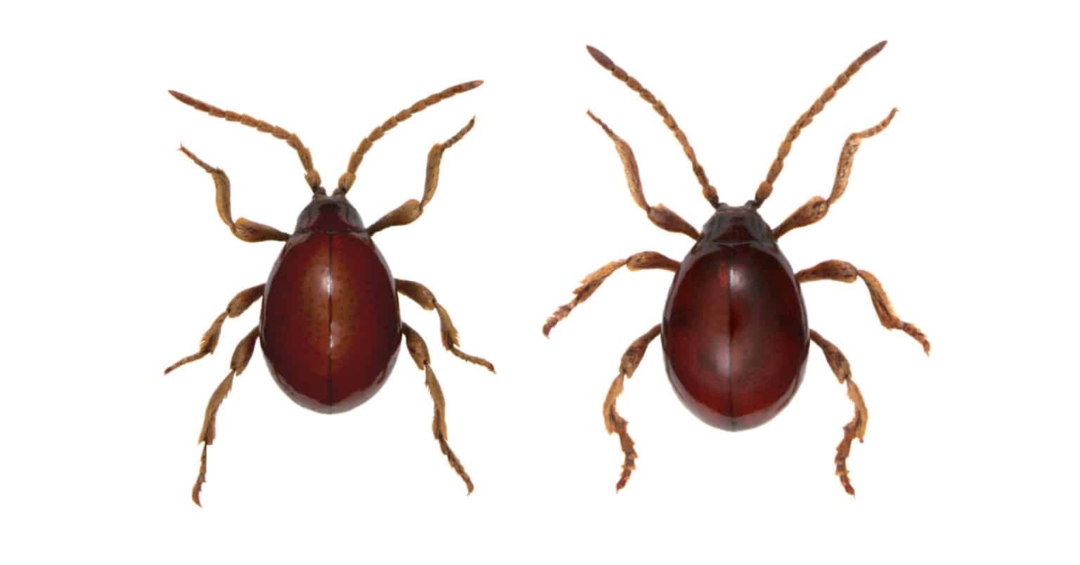 Spider Beetle