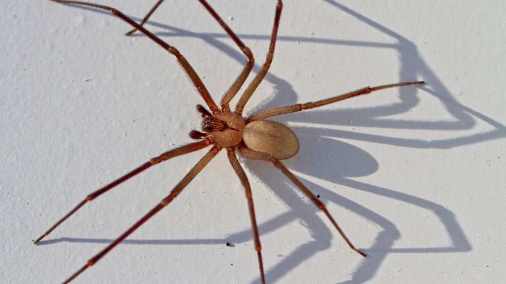 Spider
