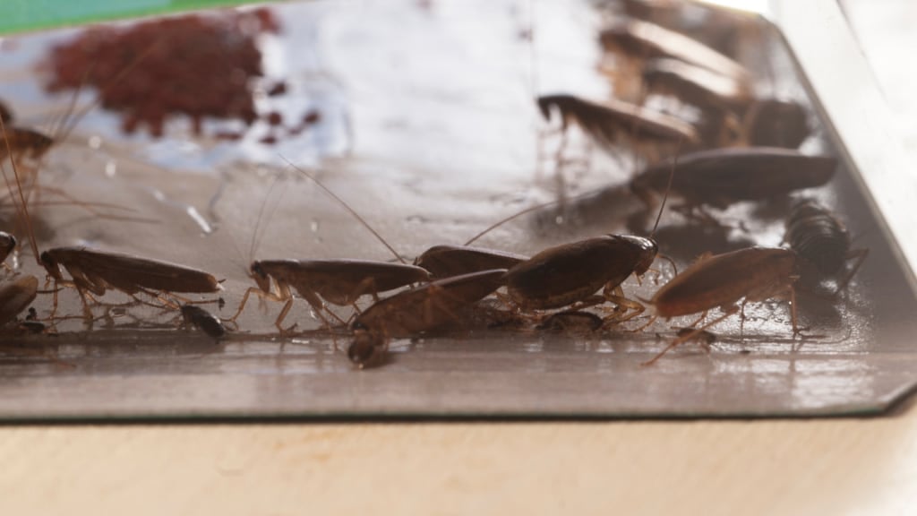 closeup of several cockroaches stuck on sticky trap keeping them from moving