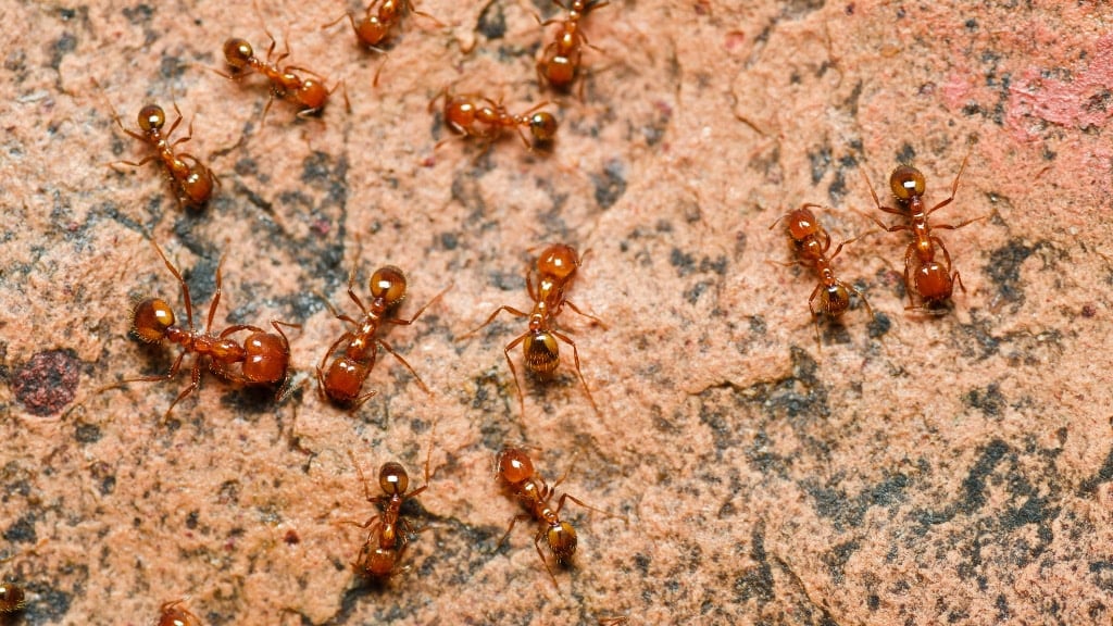 Thief Ants
