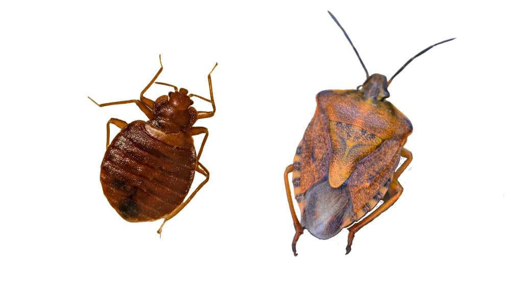 Bed Bug