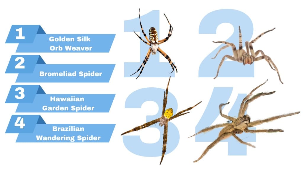 Banana Spider