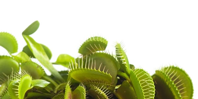 Venus Flytrap