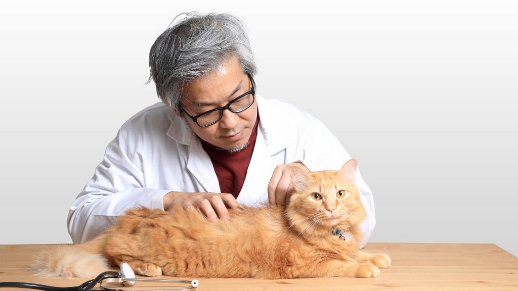 Pets and Pests