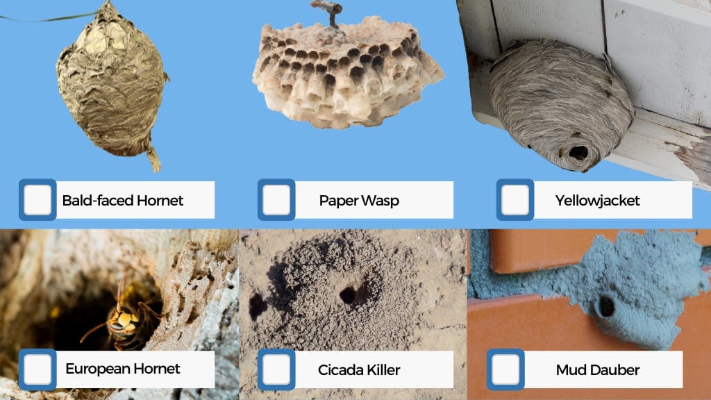 Wasps