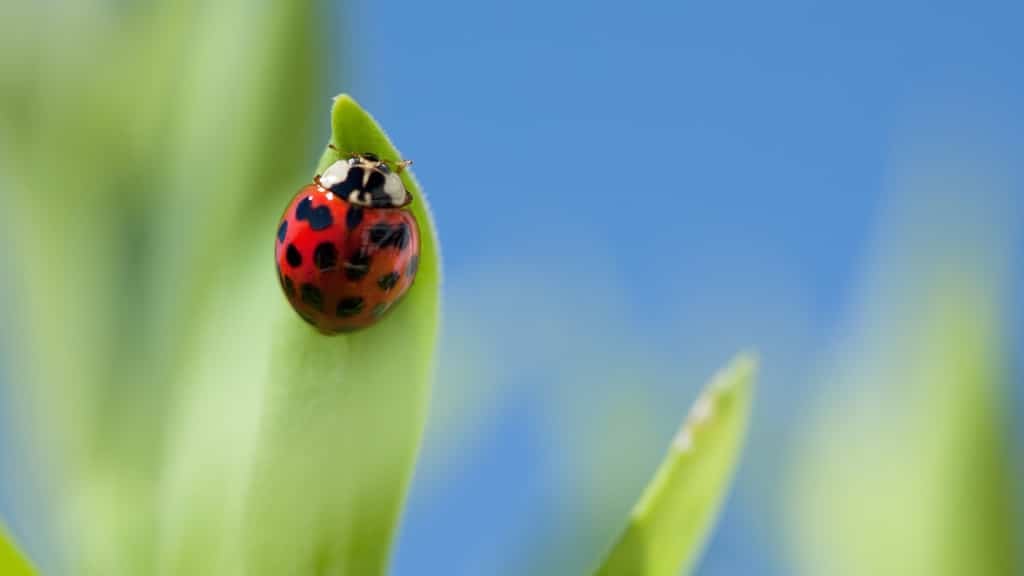 Asian Beetle