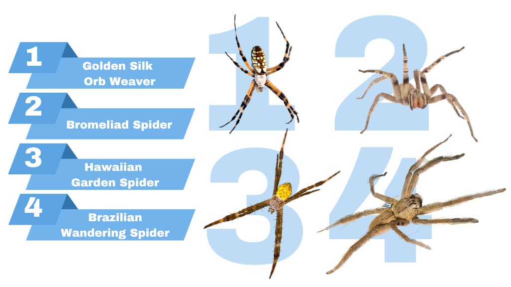 infographic of different spider species
