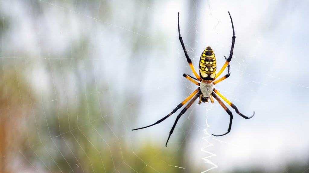 Banana Spider