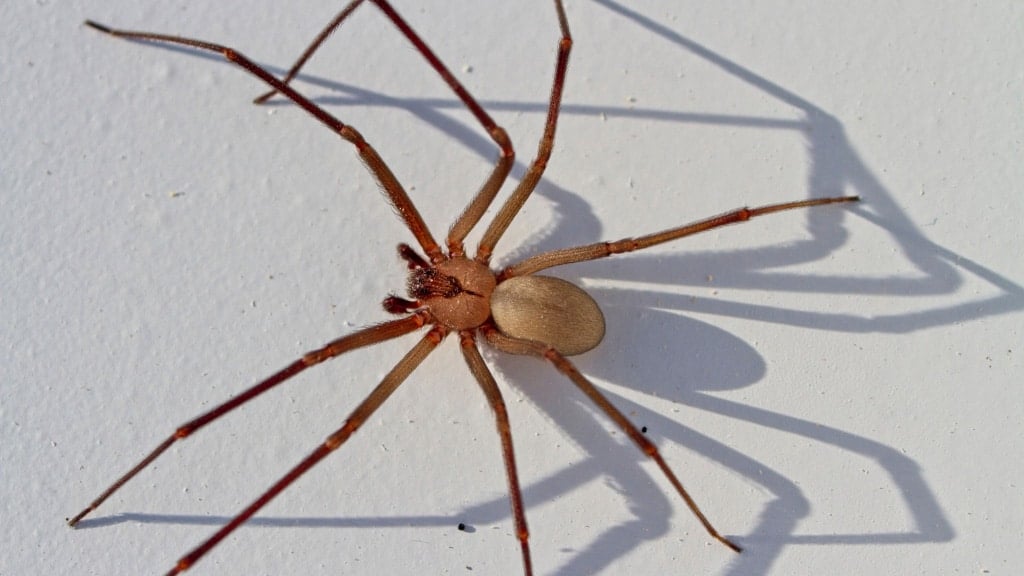 Brown Recluse Spider on sidewalk