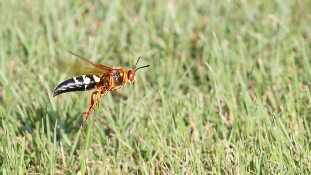 Cicada Killer