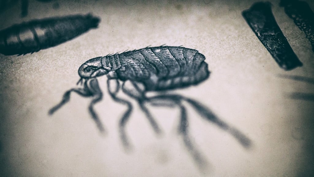 Fleas