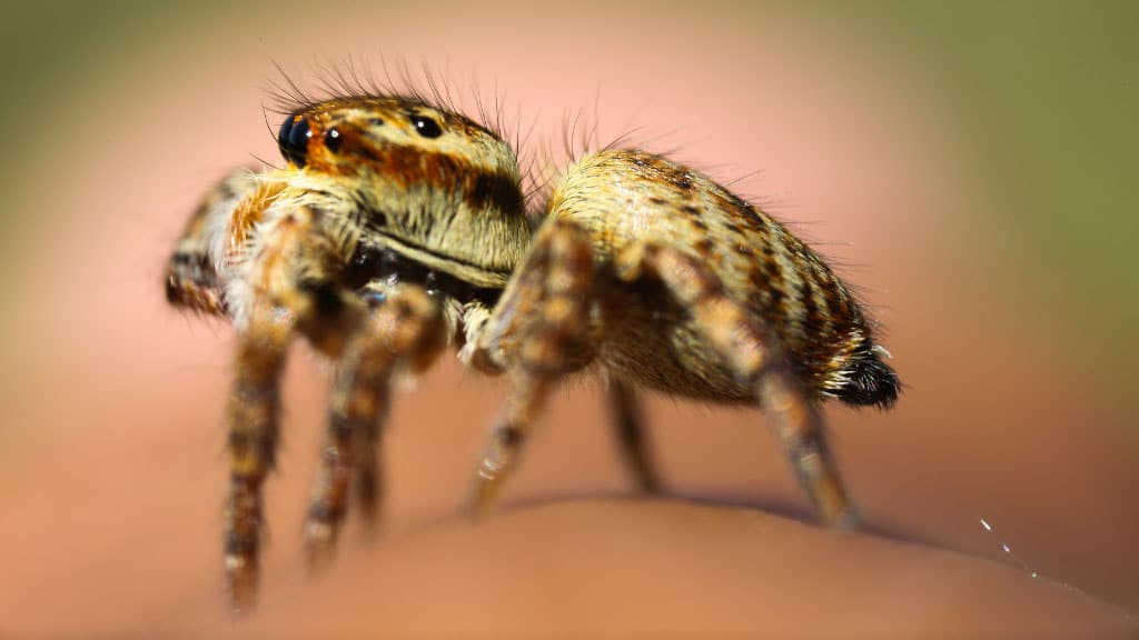 closeup of Jumping spider on on round surface