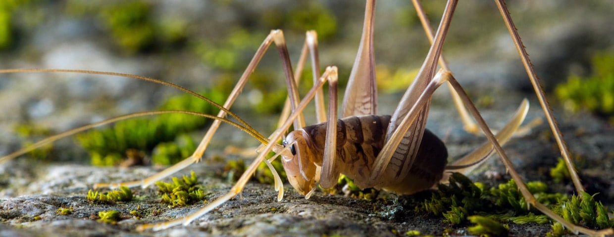 Spider Cricket