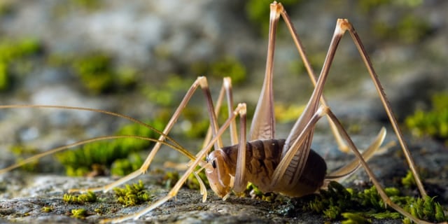 Spider Cricket