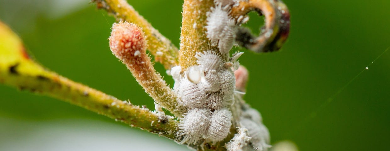 White Mites