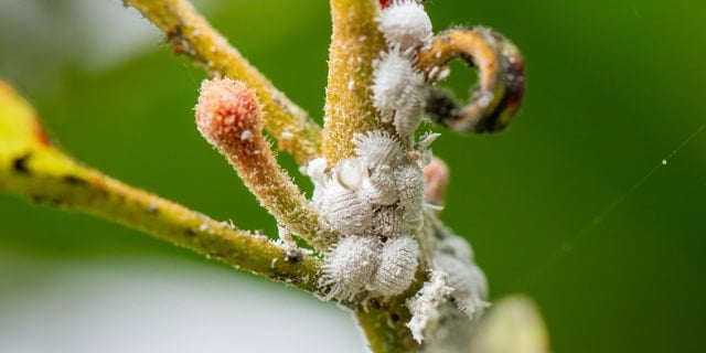 White Mites