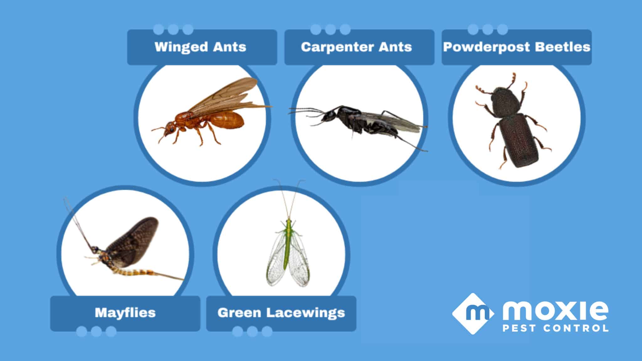 Flying Termites