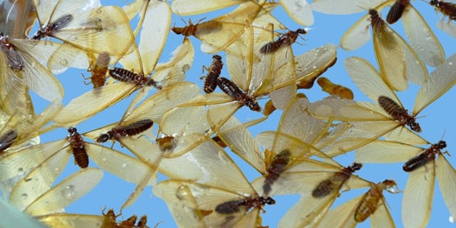 Flying Termites