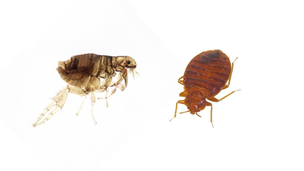 Flea and Bedbug