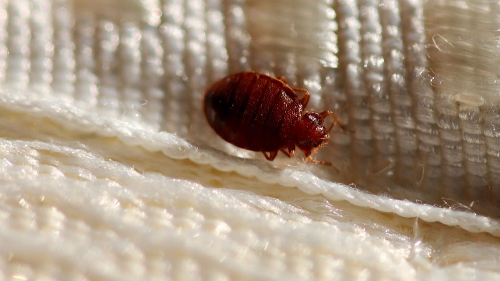 Bedbug on mattress