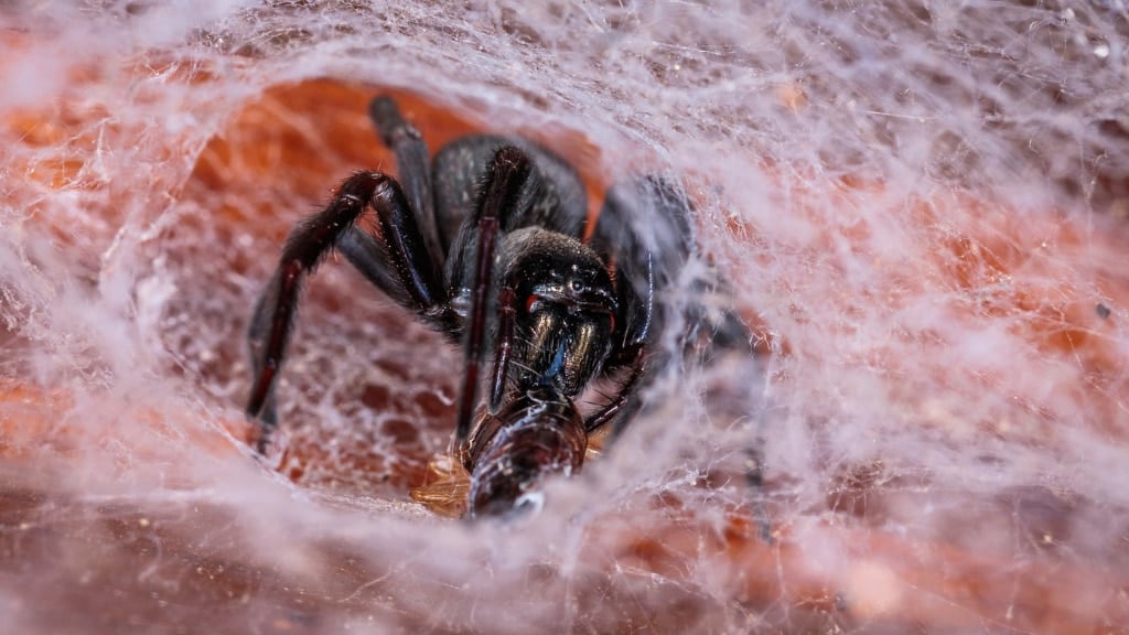 Black House Spider